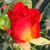 Růže ‘Rose der Hoffnung’®, květník 1l