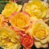 Růže žluto-oranžovo-růžová KORDES ‘Rose der Hoffnung’