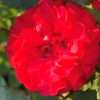 Růže KORDES červená ‘Rotilia’® květník 1l
