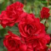Růže červená plnokvětá KORDES ‘Rotilia’