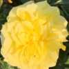Růže žlutá ‘Solero’® květník 1l