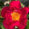 Růže ‘Weg Der Sinne’® květník 1l