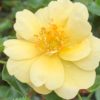 Růže žlutá půdopokryvná KORDES ‘Sunny Rose’