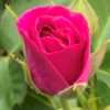 Růže růžová ‘Bonica’,květník 1l
