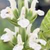 Šalvěj hajní ‘WHITE’, květník 0,3l