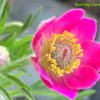 Sasanka ‘Annabella Rose’ květník 0,3l