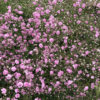 Šater zední růžový, květník 0,5l