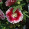 Topolovka ‘Ariella Red’ květník 0,5l
