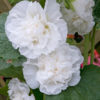 Topolovka Ariella White květník 0,5l