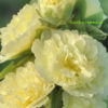 Topolovka Ariella Yellow květník 0,5l