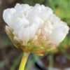 Travnička ‘Armada White’ květník 0,5l