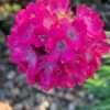 Trávnička ‘Purple Rose’ květník 0,3l
