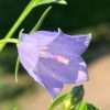 Zvonek karpatský ‘Pristar Deep Blue’ květník 0,5l