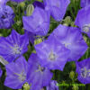 Zvonek Pristar Deep Blue květník 0,3l