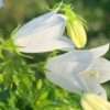 Zvonek karpatský ‘Pristar White’ květník 0,5l