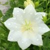 Zvonek Pristar White květník 0,33l