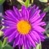 Hvězdnice alpská Violet květník 0,5l