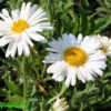 Hvězdnice alpská ‘White’ květník 0,5l