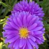 Hvězdnice ‘Henry Purple’ květník 0,5l