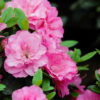 Azalka – Azalea (J) ‘Purpurkissen’ – růžová plnokvětá, 20-30cm