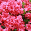 Azalka – Azalea (J) ‘Rokoko’ – růžová plnokvětá, 20-30cm