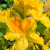 Azalka velkokvětá – Azalea (KH) ‘Goldtopas’ – zářivě žlutý, 30-40cm