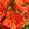 Azalka – Azalea (KH) ‘Glowing Embers’ – jasně oranžová, 30-40cm