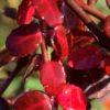Brslen Fortuneův ‘Kewensis’ – půdopokryvný 5-15 cm