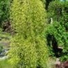 Čimišník stromovitý ´Walker´ – na kmínku 120 cm