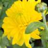Chryzantema ‘CITRONELLA’ květník 0,5l