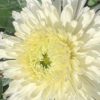 Chryzantema ‘VANILLA’, květník 0,5l
