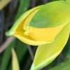 Denivka ´Thumbelina´ květník 0,5l