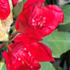 Rododendron (T) ‘Red Jack’ – červený, 30-40cm