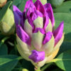 Rododendron (T) ‘Marcel Menard’ – fialový, 30-40cm