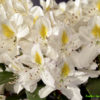 Rhododendron (Y) ‘Madame Masson’ – bílý, 30-40cm