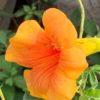 Trubač ‘Yellow Trumpet’ květník 0,5l