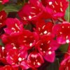 Vajgelie květnatá ‘Red Prince’ 30-40cm