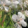 Svíčkovec – bílý květ