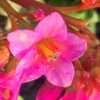 Bergenie srdčitá ‘Rose’ květník 0,5l