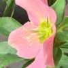 Čemeřice ‘Ellen Pink’® květník 0,5l