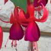 Fuchsia mrazuvzdorná, květník 0,5l