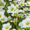 Lomikámen ‘Alpino White’ květník 0,3l
