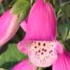 Náprstník ‘Pink Panther’ květník 0,5l