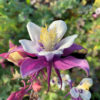 Orlíček ‘Purple White’ květník 0,5l