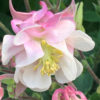 Orlíček Winky Rose White květník 0,5l