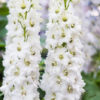 Ostrožka ‘M. F. WHITE’ květník 0,5l