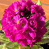 Prvosenka ‘COROLLA ROSE’ květník 0,5l