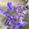 Perovskie ‘Blue Spire’ květník 0,5l