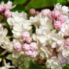 Šeřík růžovo-bílý plný ‘BEAUTY OF MOSCOW’ 40-50cm