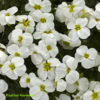 Tařička ‘Axcent White’ květník 0,33l